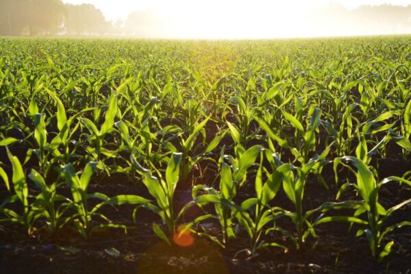 nawożenie kukurydzy łan