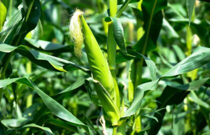 nawożenie kukurydzy młoda kolba