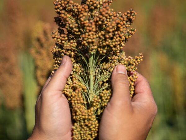 materiał siewny sorgo