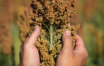 sorgo nasiona materiał siewny
