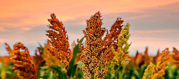wysiew sorgo fendt jonh deere