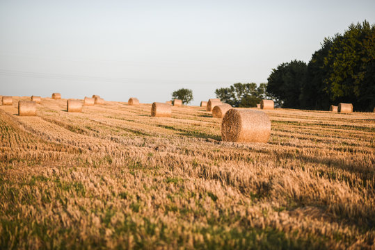 rozkład mikroelementów na polu