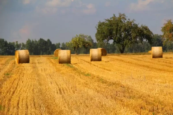 resztki pożniwne 