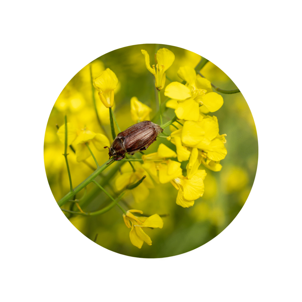 Jesienna ochrona rzepaku przed insektami – oprysk insektycydowy