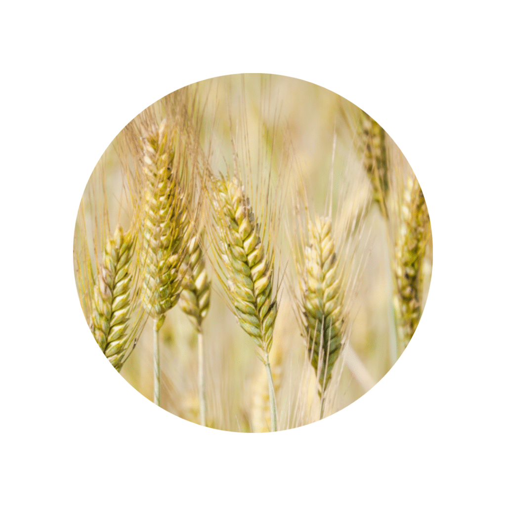 Zabieg ochronny w zbożach ozimych – zwalczanie chwastów jesienią