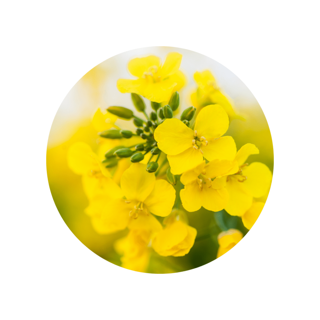 Rzepak ozimy – regulacja wzrostu i ochrona przed chorobami